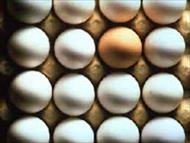 تحقیق غنی سازی تخم مرغ با استفاده از رنگدانه های طبیعی