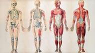تحقیق آناتومی بدن انسان