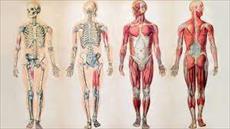 تحقیق آناتومی بدن انسان